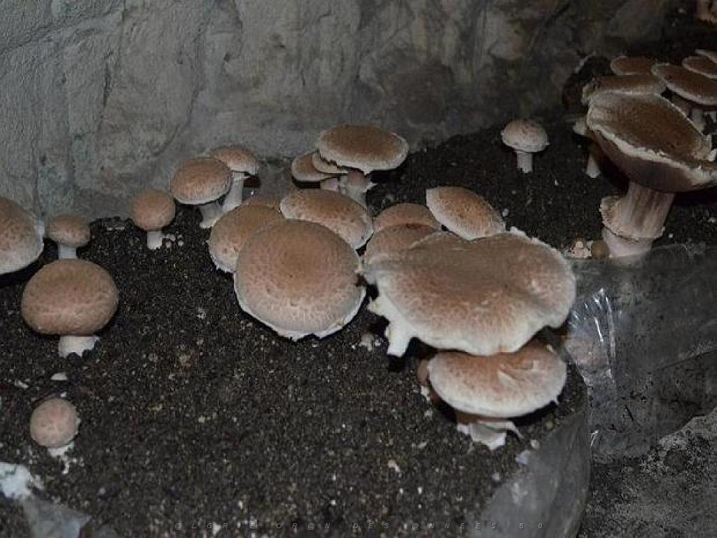 149 MUSEE DU CHAMPIGNON A  SAUMUR 2016 1_000025.jpg